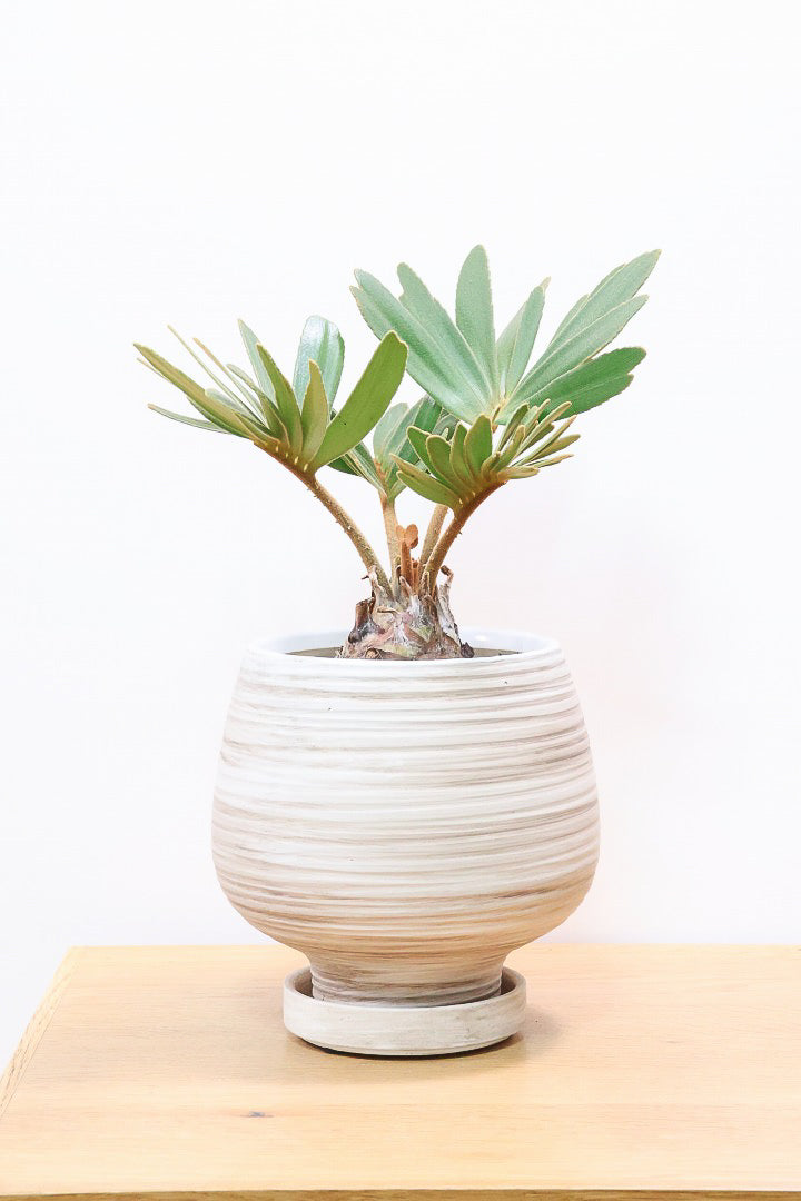 ザミア フルフラケアWIV60279| 観葉植物の通信販売 | APEGO ザミア フルフラケアWIV60279| 観葉植物の通信販売 | APEGO