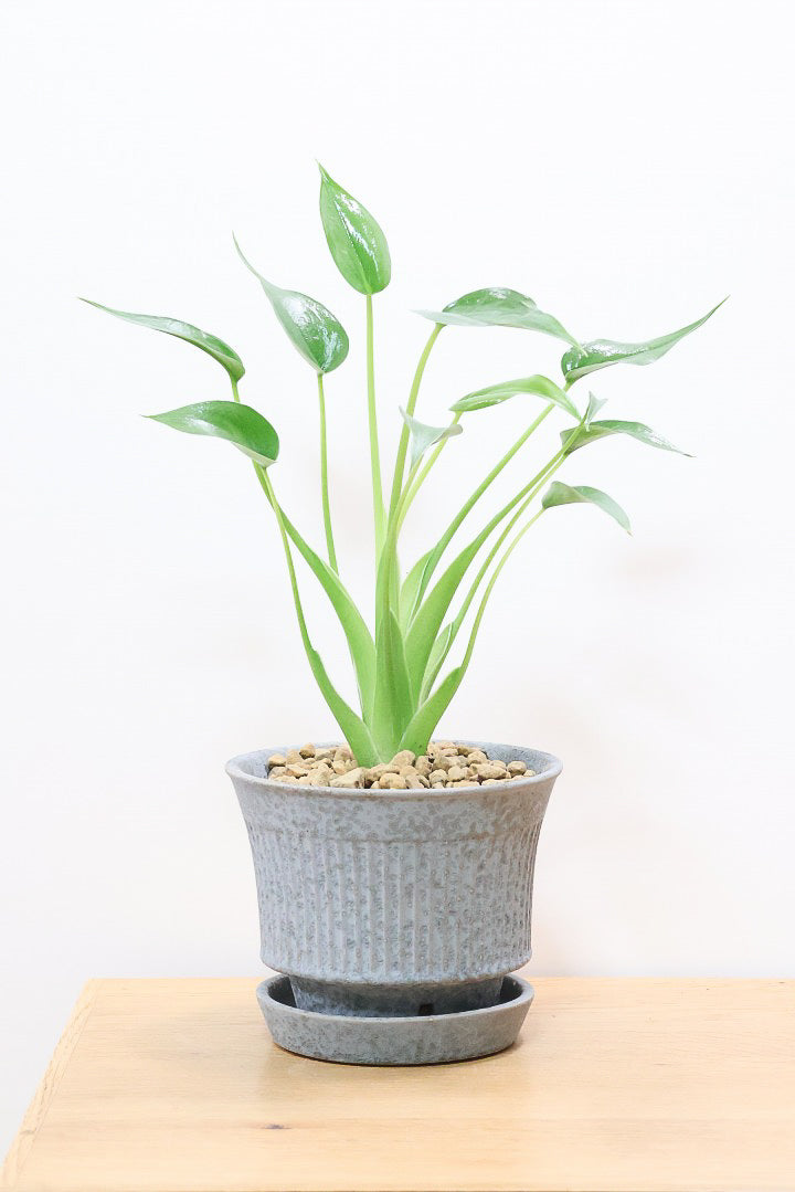 アロカシア アロカシア タイニーダンスサーGL60282観葉植物の通信販売