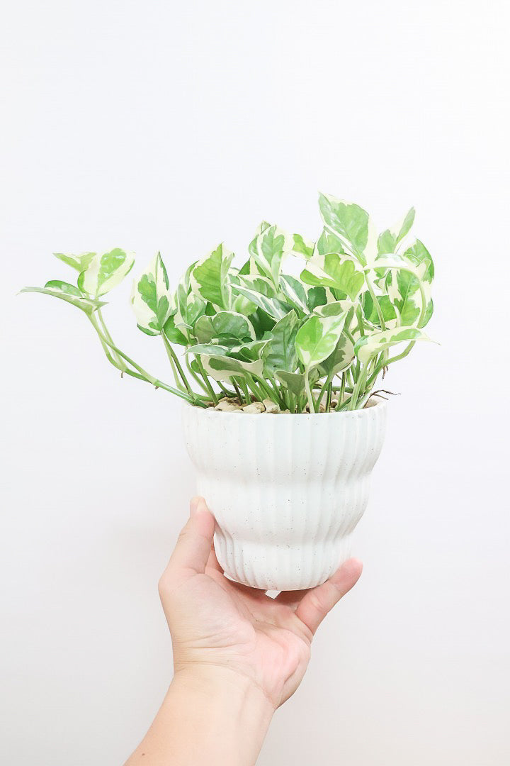 ポトス エンジョイW60283| 観葉植物の通信販売 | APEGO(アペーゴ)