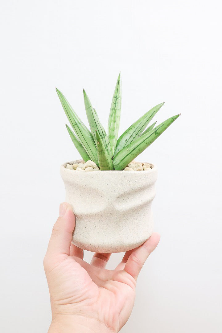 【サンスベリア シルバークラウン】静岡県の生産者さんのこだわり品種!POTとのバランスも最高にカッコいいと思います!