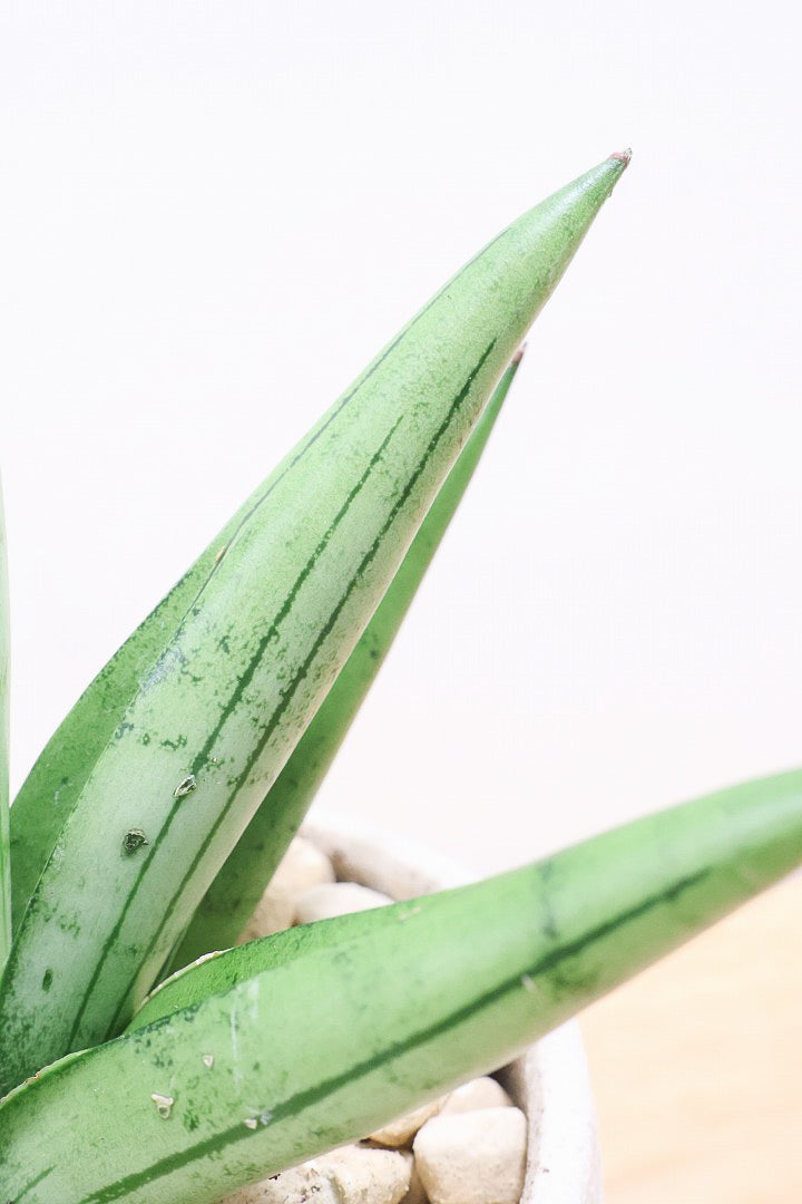 【サンスベリア シルバークラウン】静岡県の生産者さんのこだわり品種!POTとのバランスも最高にカッコいいと思います!