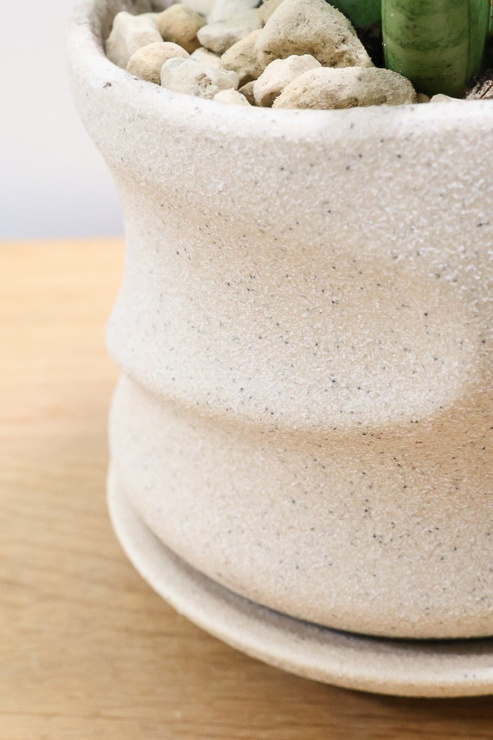 【サンスベリア シルバークラウン】静岡県の生産者さんのこだわり品種!POTとのバランスも最高にカッコいいと思います!