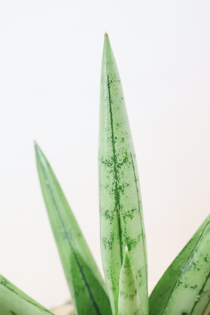 【サンスベリア シルバークラウン】静岡県の生産者さんのこだわり品種!POTとのバランスも最高にカッコいいと思います!