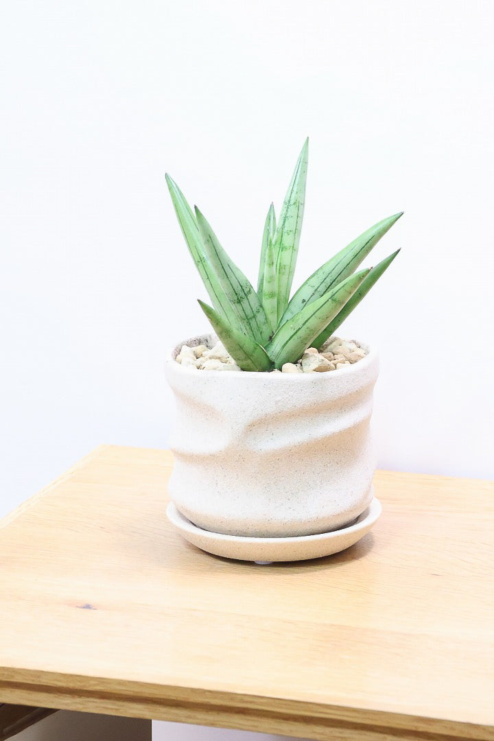 【サンスベリア シルバークラウン】静岡県の生産者さんのこだわり品種!POTとのバランスも最高にカッコいいと思います!