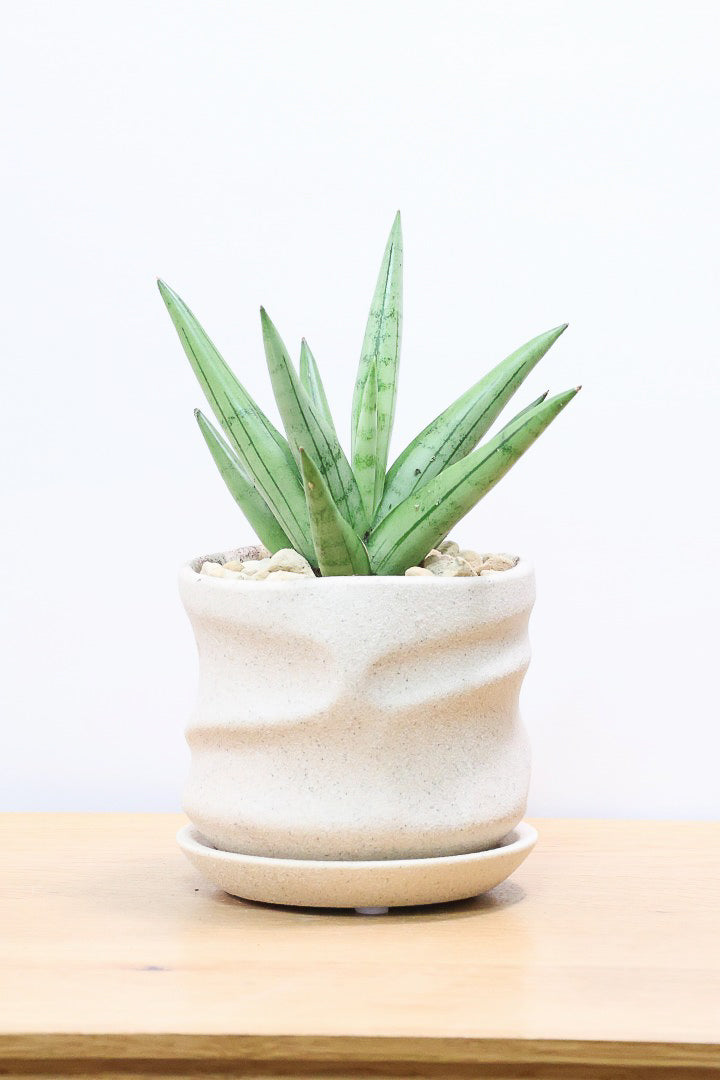 【サンスベリア シルバークラウン】静岡県の生産者さんのこだわり品種!POTとのバランスも最高にカッコいいと思います!