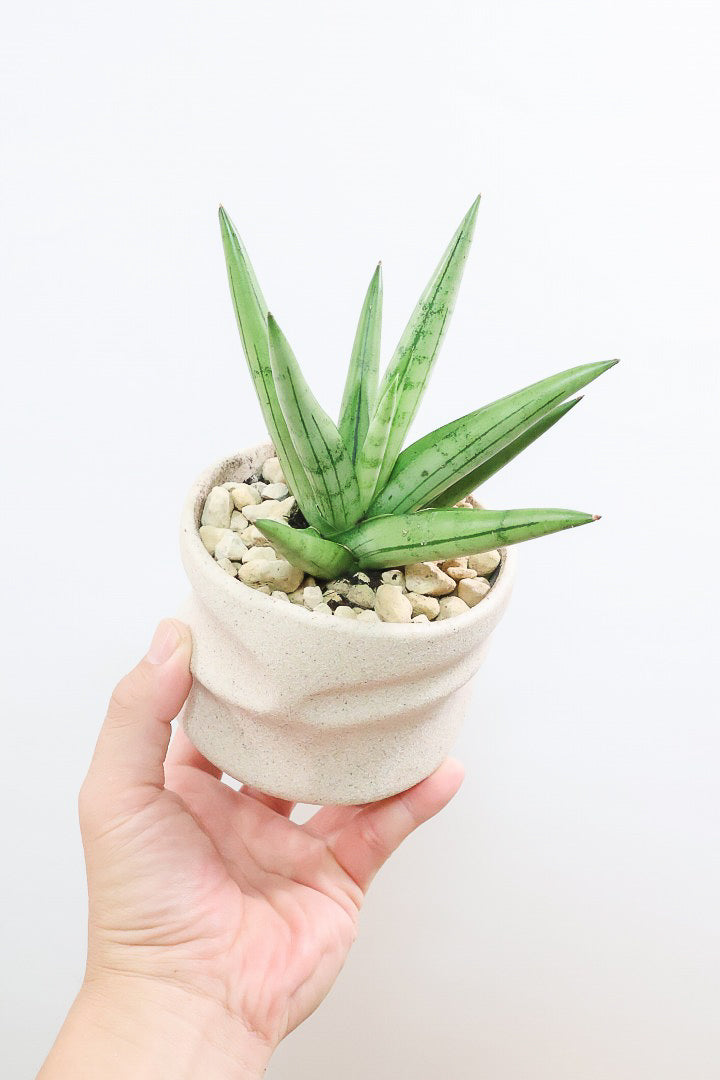 【サンスベリア シルバークラウン】静岡県の生産者さんのこだわり品種!POTとのバランスも最高にカッコいいと思います!