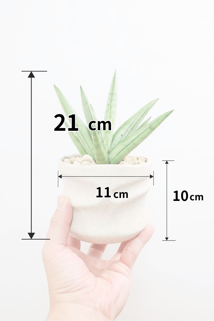 【サンスベリア シルバークラウン】静岡県の生産者さんのこだわり品種!POTとのバランスも最高にカッコいいと思います!