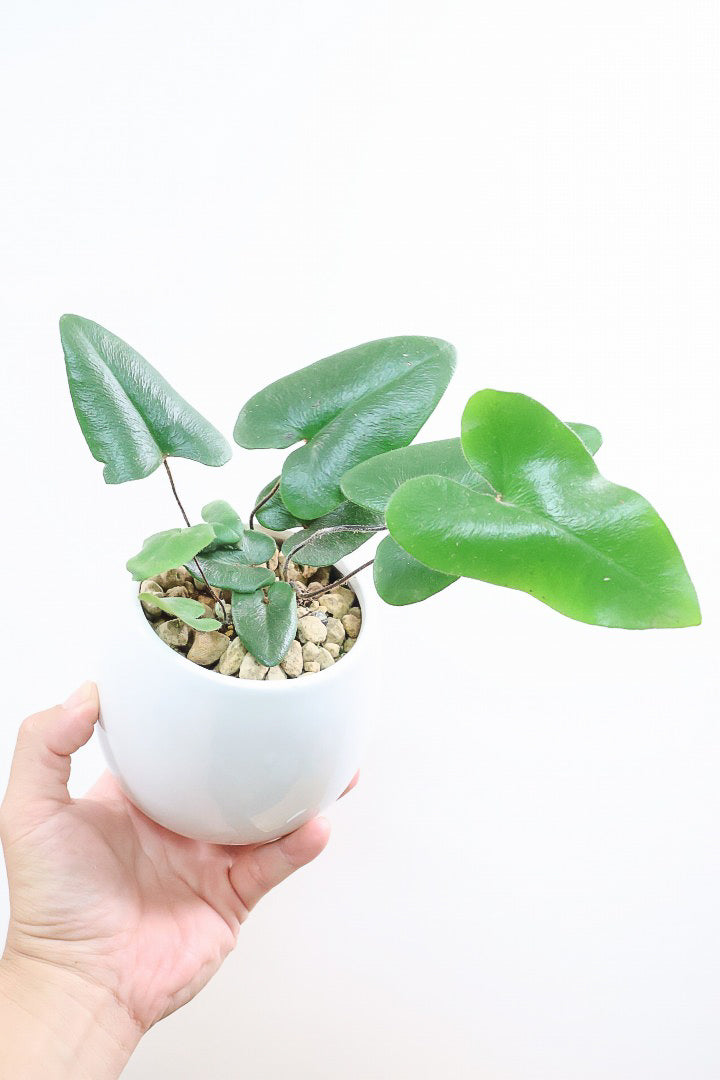 【ヘミオニティス アリフォリア】ハートのふわふわした雰囲気がとってもかわいい観葉植物。しかも日陰に強い!