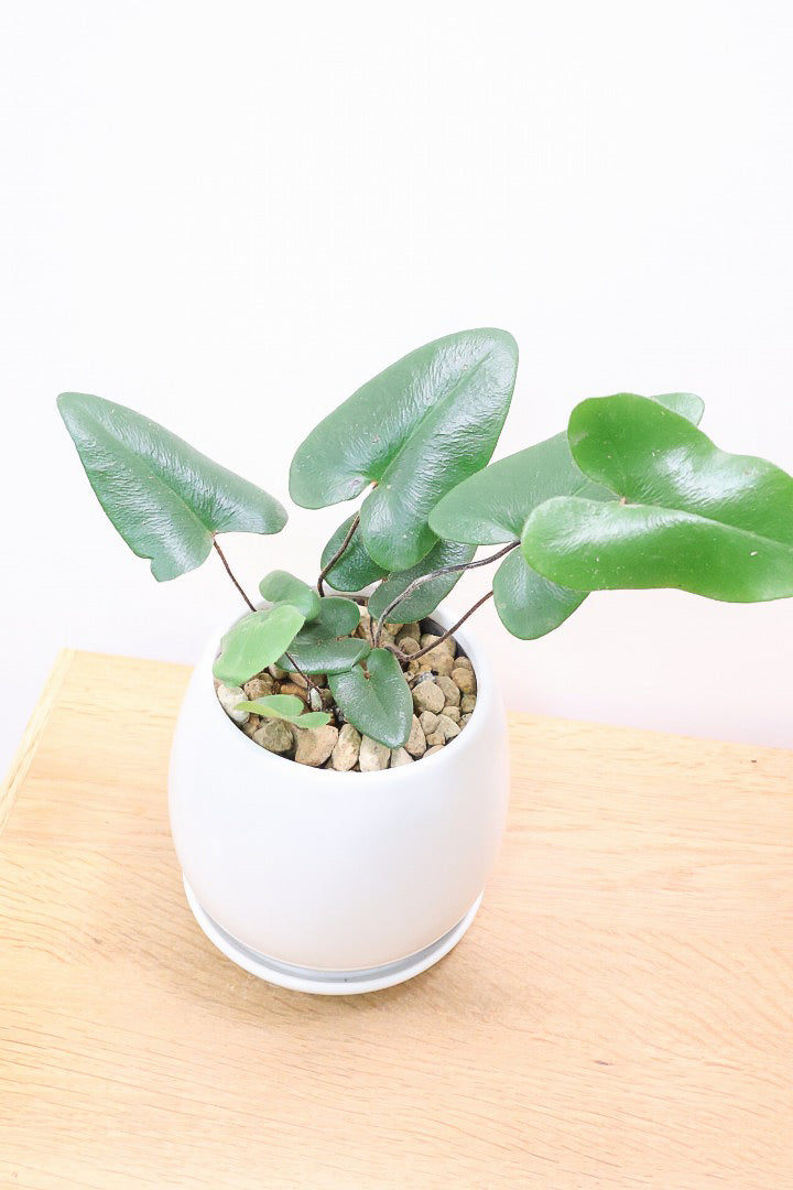 【ヘミオニティス アリフォリア】ハートのふわふわした雰囲気がとってもかわいい観葉植物。しかも日陰に強い!