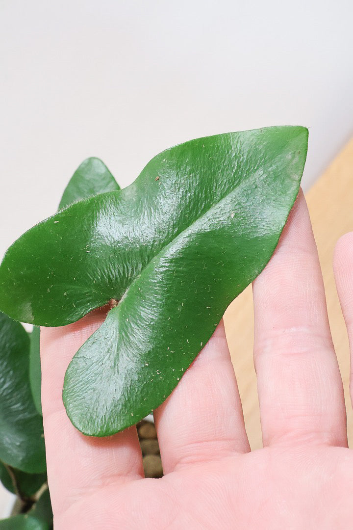 【ヘミオニティス アリフォリア】ハートのふわふわした雰囲気がとってもかわいい観葉植物。しかも日陰に強い!