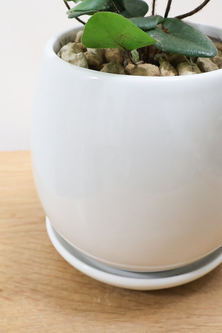 【ヘミオニティス アリフォリア】ハートのふわふわした雰囲気がとってもかわいい観葉植物。しかも日陰に強い!