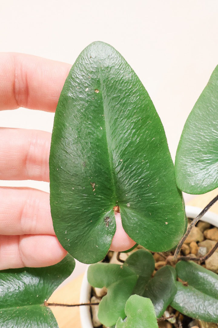 【ヘミオニティス アリフォリア】ハートのふわふわした雰囲気がとってもかわいい観葉植物。しかも日陰に強い!