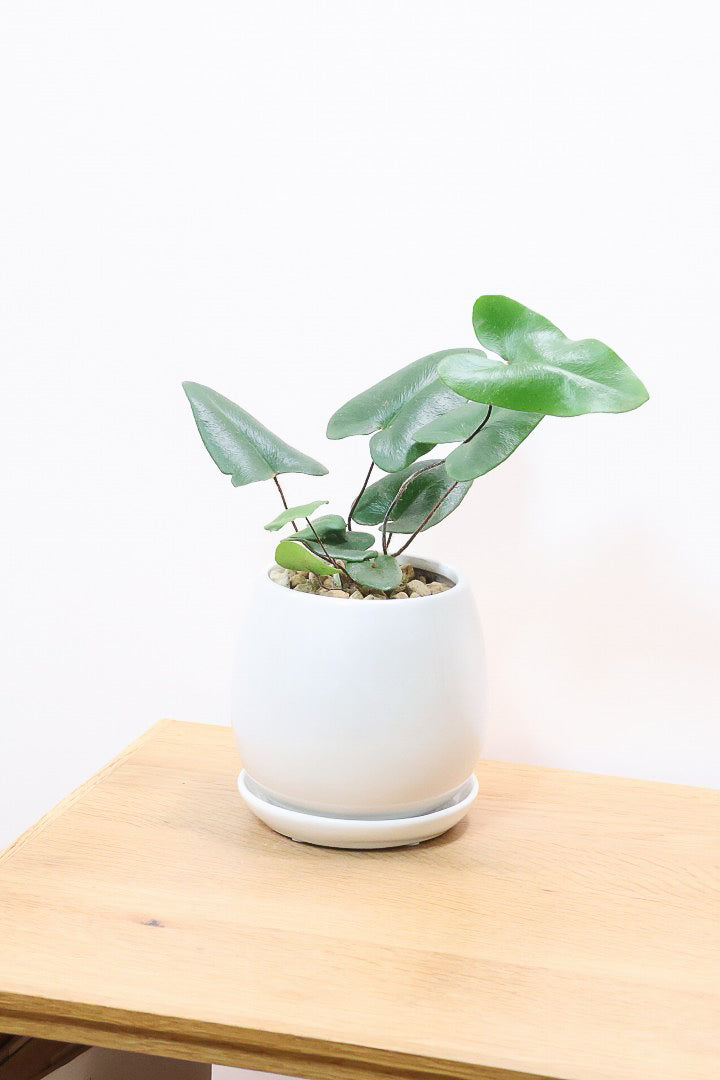 【ヘミオニティス アリフォリア】ハートのふわふわした雰囲気がとってもかわいい観葉植物。しかも日陰に強い!