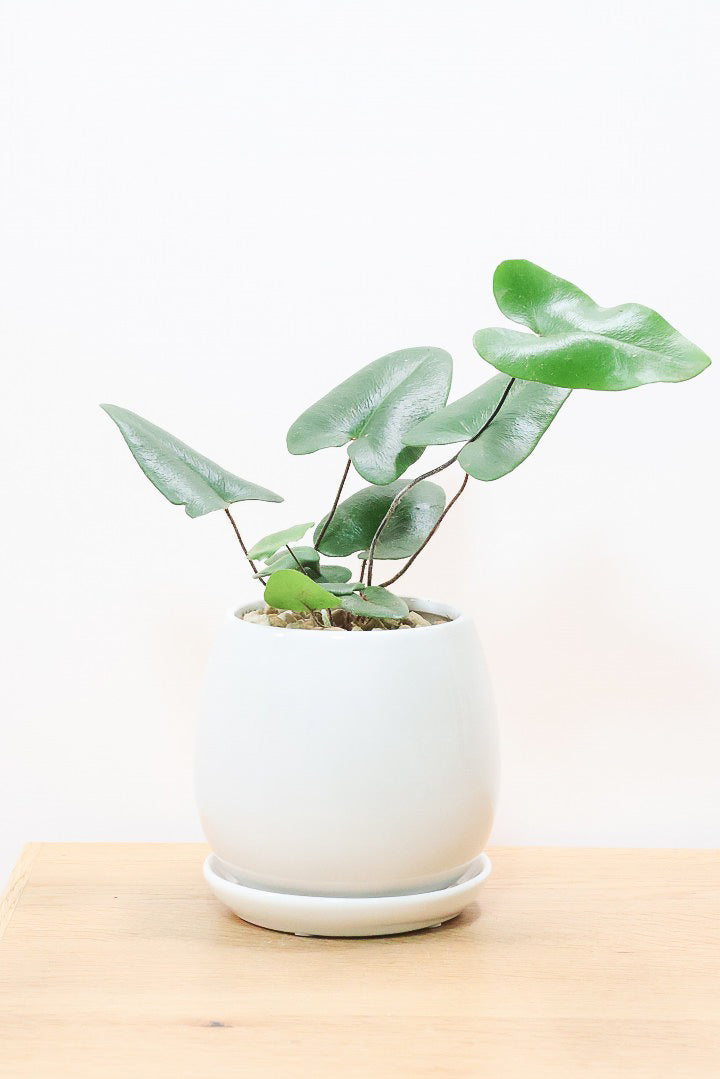 【ヘミオニティス アリフォリア】ハートのふわふわした雰囲気がとってもかわいい観葉植物。しかも日陰に強い!