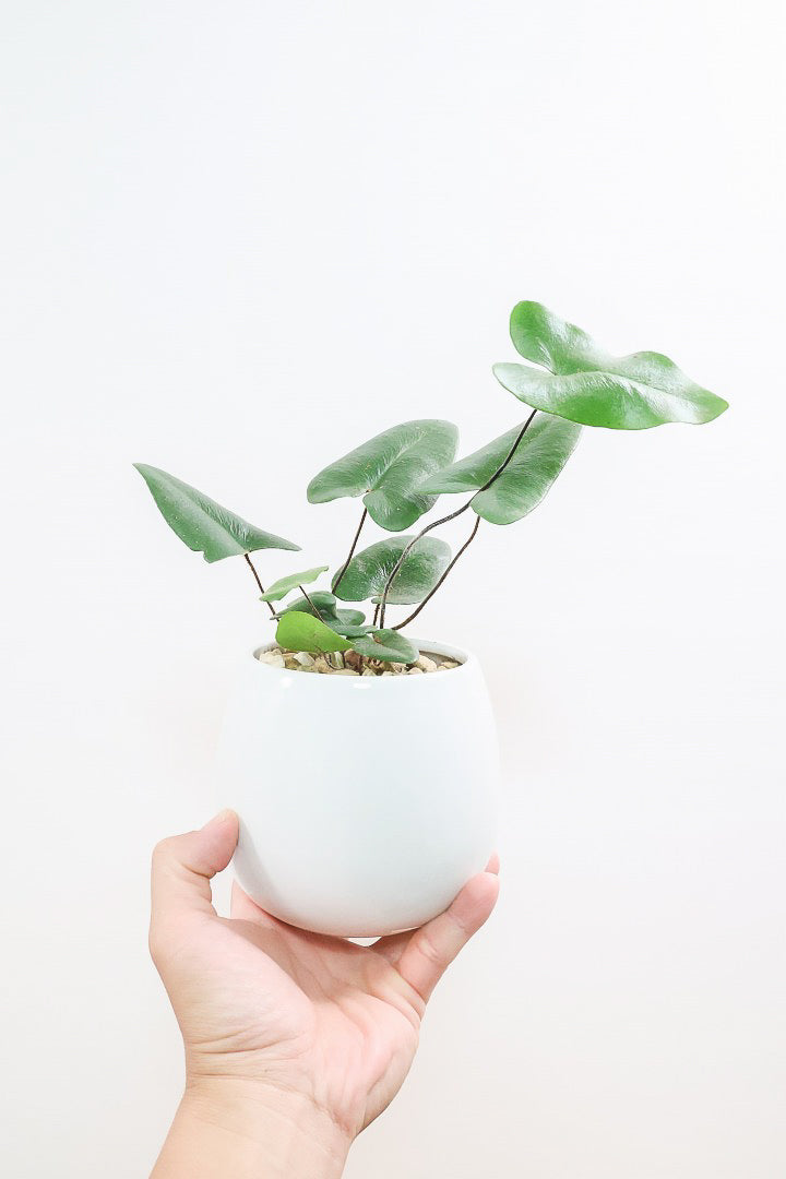 【ヘミオニティス アリフォリア】ハートのふわふわした雰囲気がとってもかわいい観葉植物。しかも日陰に強い!