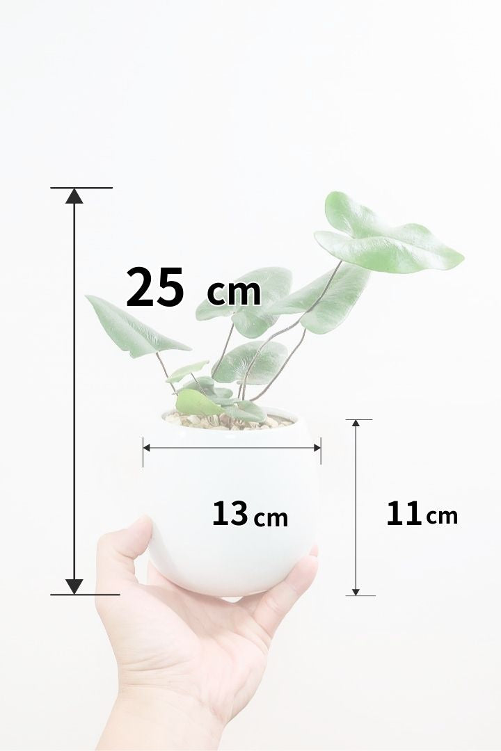 【ヘミオニティス アリフォリア】ハートのふわふわした雰囲気がとってもかわいい観葉植物。しかも日陰に強い!