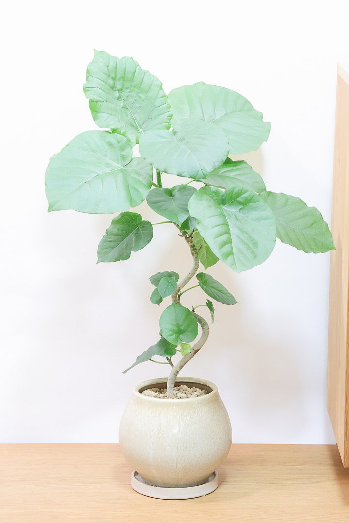 うんべらーた 観葉植物 ウンベラータ 6寸角プラスチック メーカー直送観葉植物