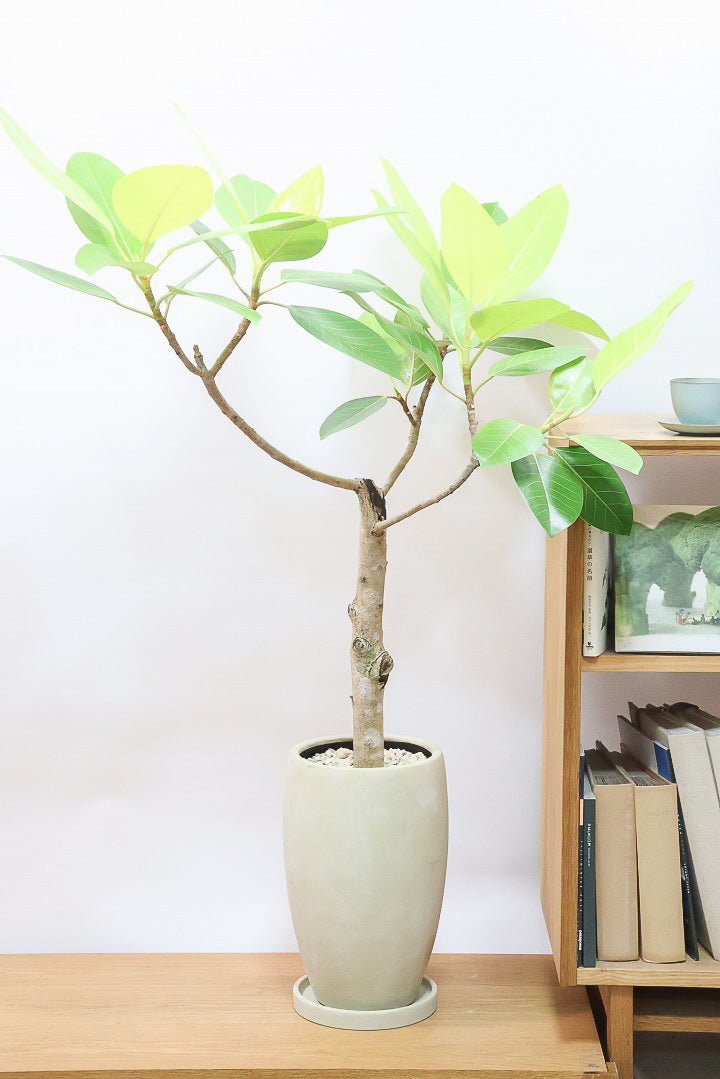 【フィカス ゴールド】久々の入荷!葉がゴールド一色の希少なフィカス。しかもここまで個性的な樹形は更に希少!