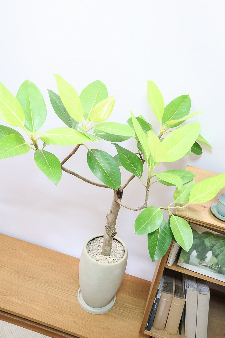 【フィカス ゴールド】久々の入荷!葉がゴールド一色の希少なフィカス。しかもここまで個性的な樹形は更に希少!