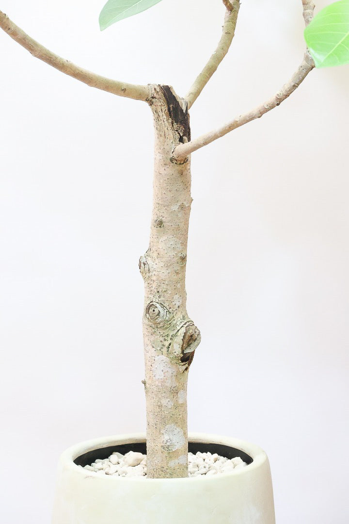 【フィカス ゴールド】久々の入荷!葉がゴールド一色の希少なフィカス。しかもここまで個性的な樹形は更に希少!