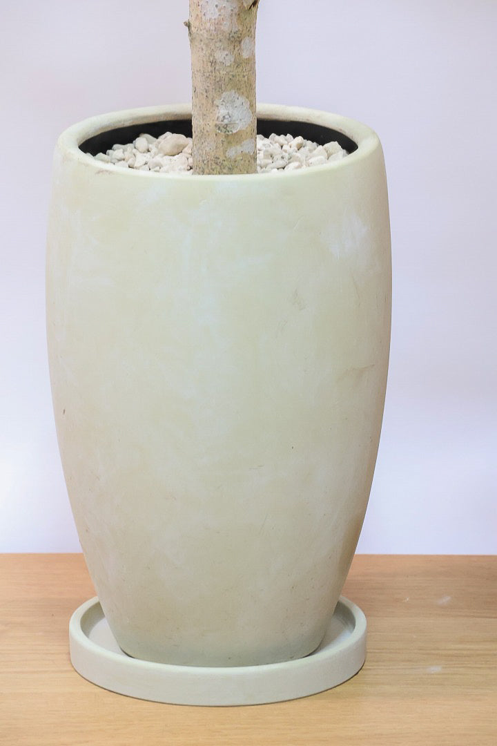 【フィカス ゴールド】久々の入荷!葉がゴールド一色の希少なフィカス。しかもここまで個性的な樹形は更に希少!