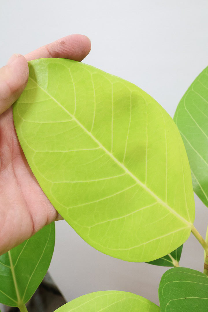 【フィカス ゴールド】久々の入荷!葉がゴールド一色の希少なフィカス。しかもここまで個性的な樹形は更に希少!