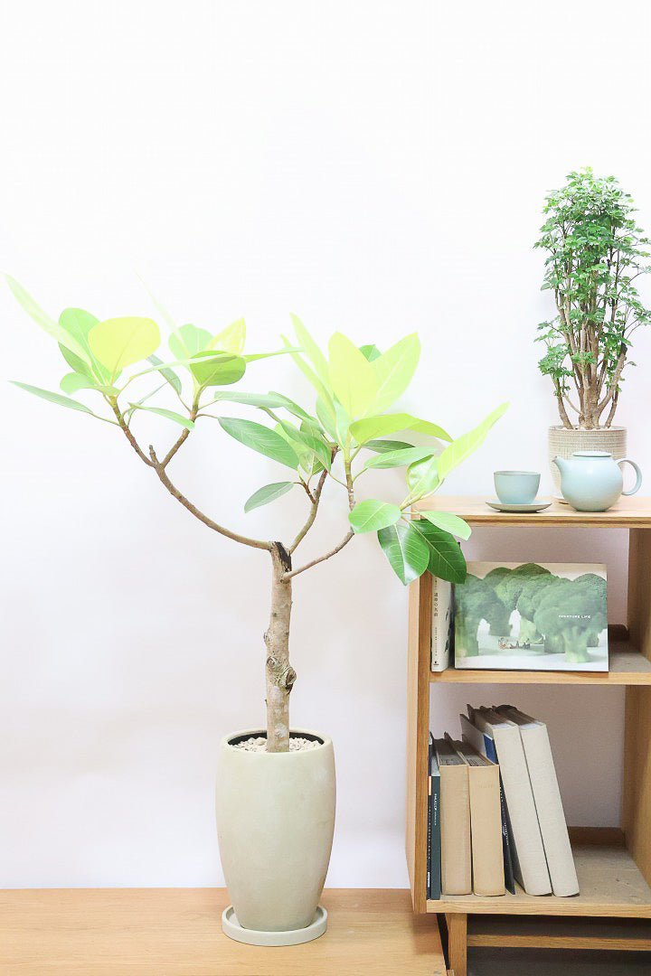 【フィカス ゴールド】久々の入荷!葉がゴールド一色の希少なフィカス。しかもここまで個性的な樹形は更に希少!