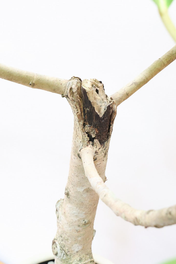 【フィカス ゴールド】久々の入荷!葉がゴールド一色の希少なフィカス。しかもここまで個性的な樹形は更に希少!