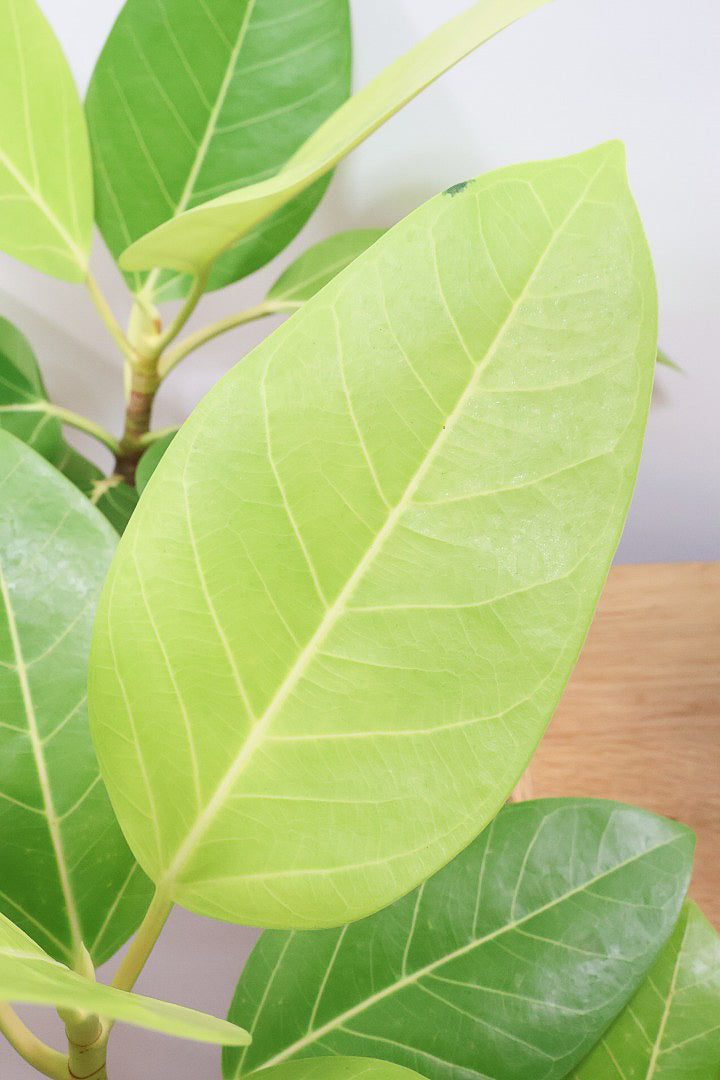 【フィカス ゴールド】久々の入荷!葉がゴールド一色の希少なフィカス。しかもここまで個性的な樹形は更に希少!