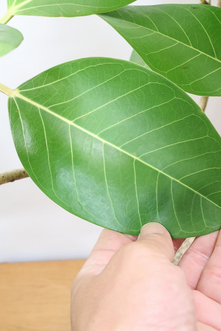 【フィカス ゴールド】久々の入荷!葉がゴールド一色の希少なフィカス。しかもここまで個性的な樹形は更に希少!