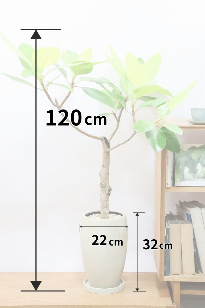 【フィカス ゴールド】久々の入荷!葉がゴールド一色の希少なフィカス。しかもここまで個性的な樹形は更に希少!