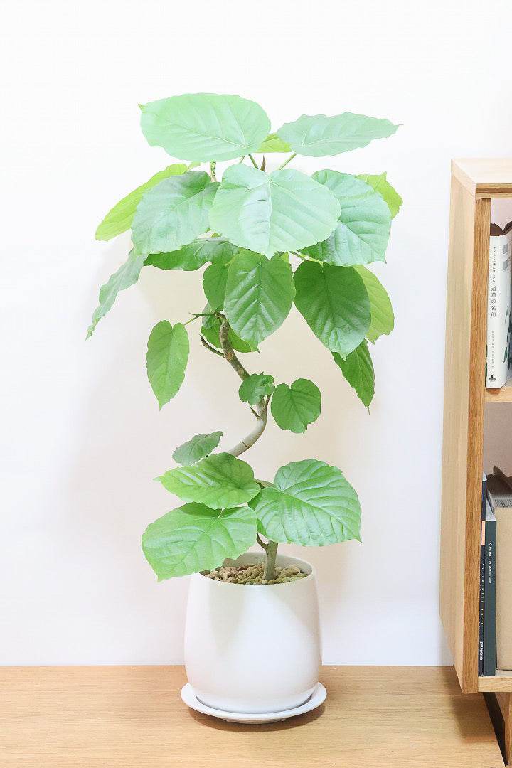 ウンベラータW60335| 観葉植物の通信販売 | APEGO(アペーゴ)