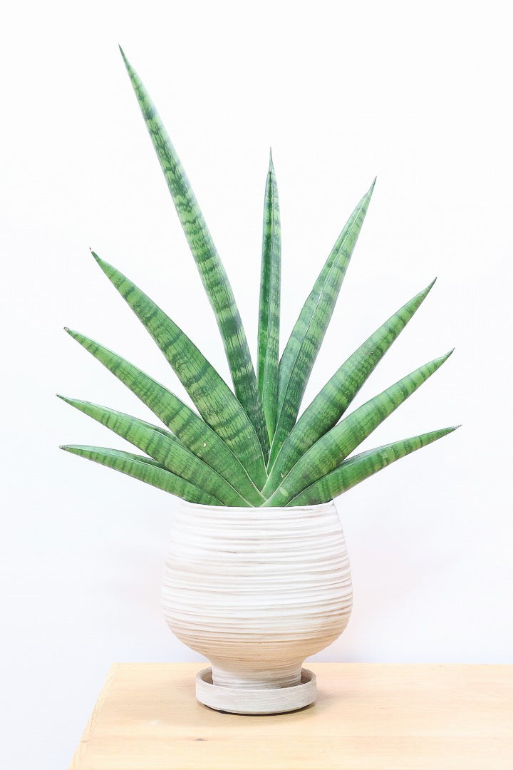 サンスベリア インディWIV60343| 観葉植物の通信販売 | APEGO