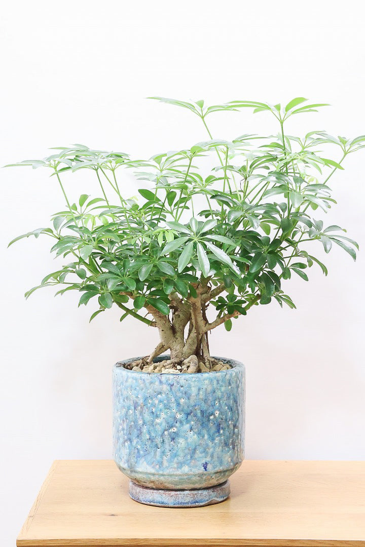 【希少】Umbrella Tree Pot 鉢2個セット 希少】Umbrella Tree Pot 鉢2個セット