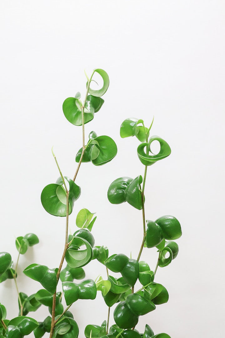 【ベンジャミン バロック】人気の木製POT。ボリュームがありますので存在感は保証しますよ!