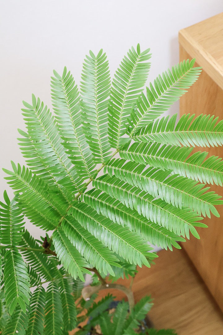 【エバーフレッシュ】スタイリッシュに美しく仕立てられたこだわりの樹形!素敵なカーブの幹でバランスが良い!