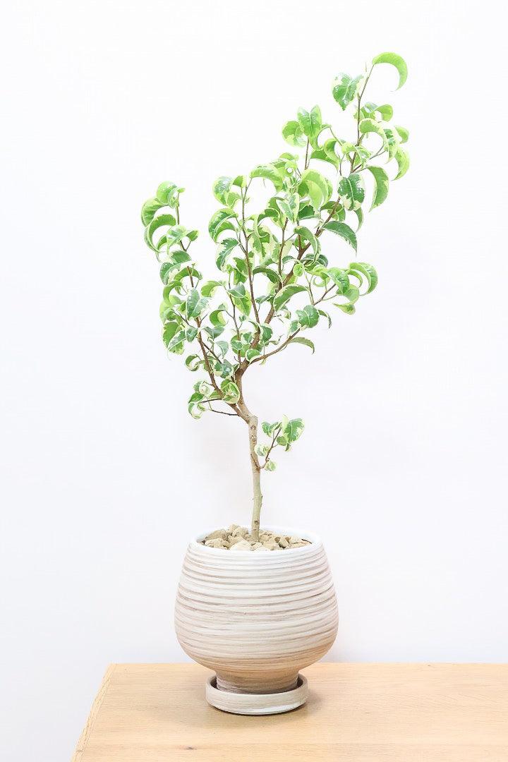 ベンジャミン シタシオン♪ 160cm 曲がり仕立て♪