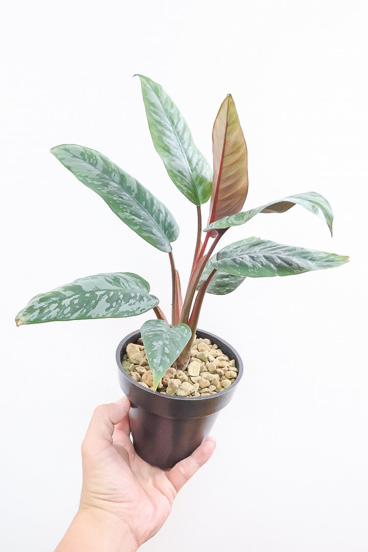 【アポバリス アクミナティッシマ】お手軽なプラスチック鉢!葉色がとても美しく、表面はマッドな質感なので触り心地が良いですよ!