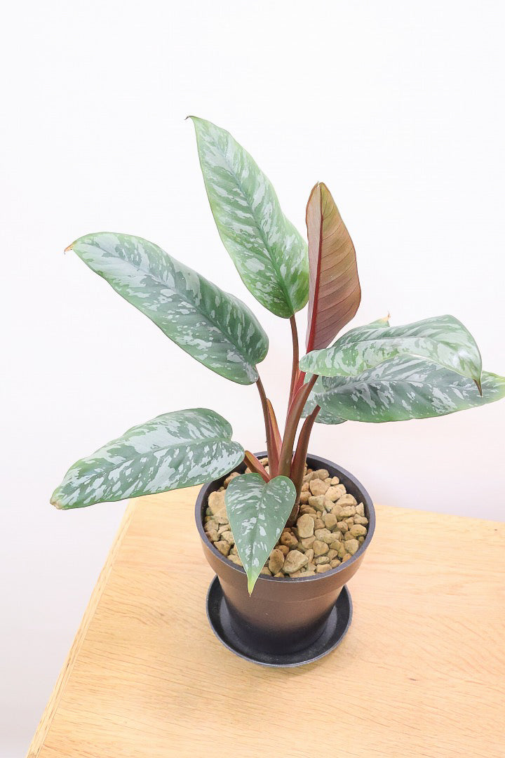 【アポバリス アクミナティッシマ】お手軽なプラスチック鉢!葉色がとても美しく、表面はマッドな質感なので触り心地が良いですよ!