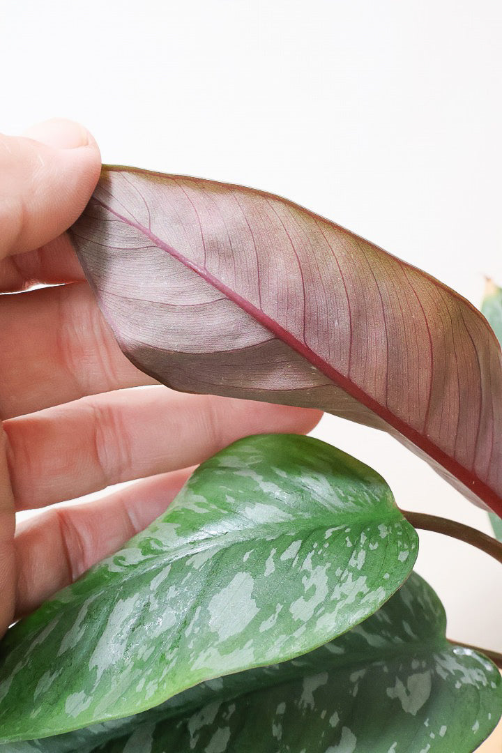 【アポバリス アクミナティッシマ】お手軽なプラスチック鉢!葉色がとても美しく、表面はマッドな質感なので触り心地が良いですよ!