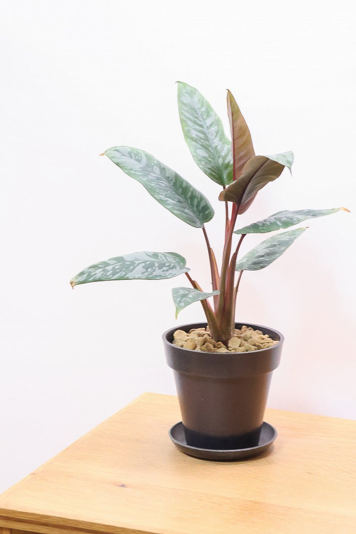 【アポバリス アクミナティッシマ】お手軽なプラスチック鉢!葉色がとても美しく、表面はマッドな質感なので触り心地が良いですよ!