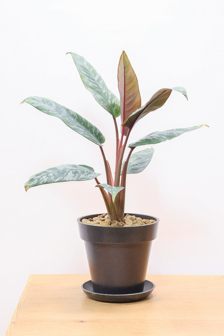 【アポバリス アクミナティッシマ】お手軽なプラスチック鉢!葉色がとても美しく、表面はマッドな質感なので触り心地が良いですよ!