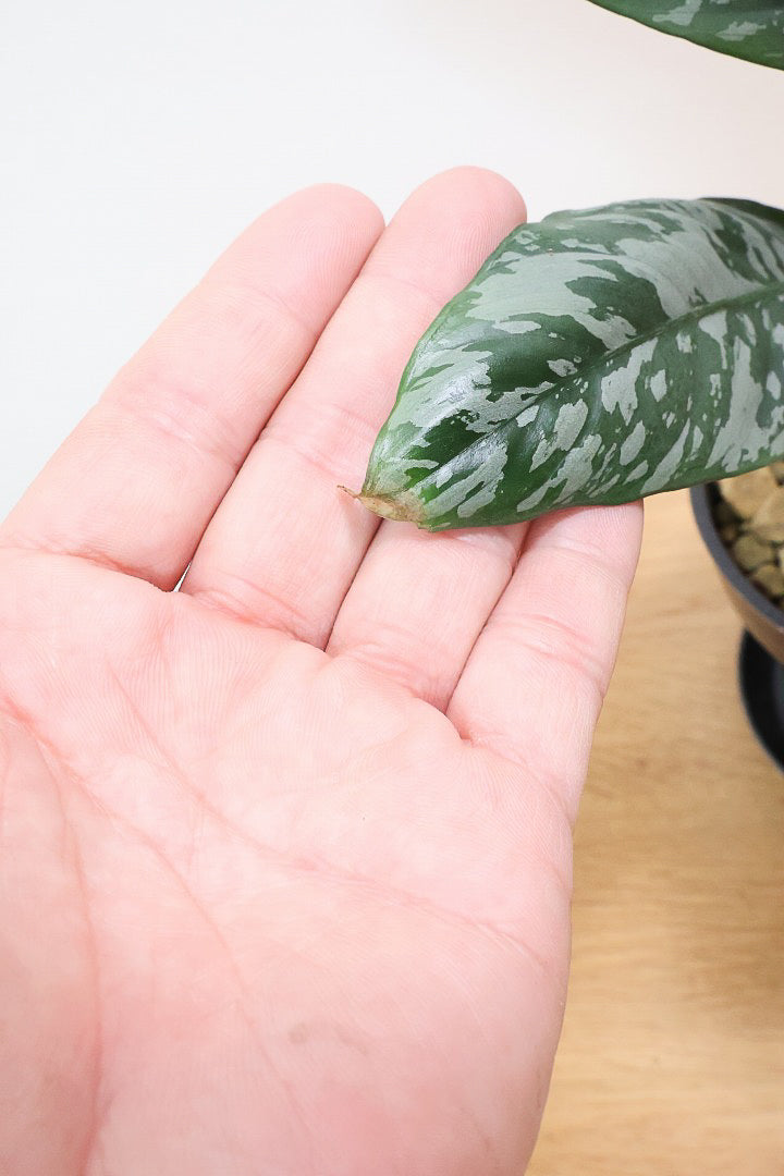 【アポバリス アクミナティッシマ】お手軽なプラスチック鉢!葉色がとても美しく、表面はマッドな質感なので触り心地が良いですよ!