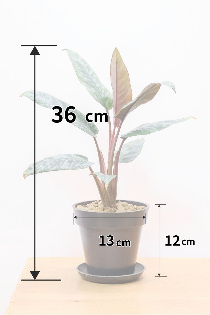【アポバリス アクミナティッシマ】お手軽なプラスチック鉢!葉色がとても美しく、表面はマッドな質感なので触り心地が良いですよ!