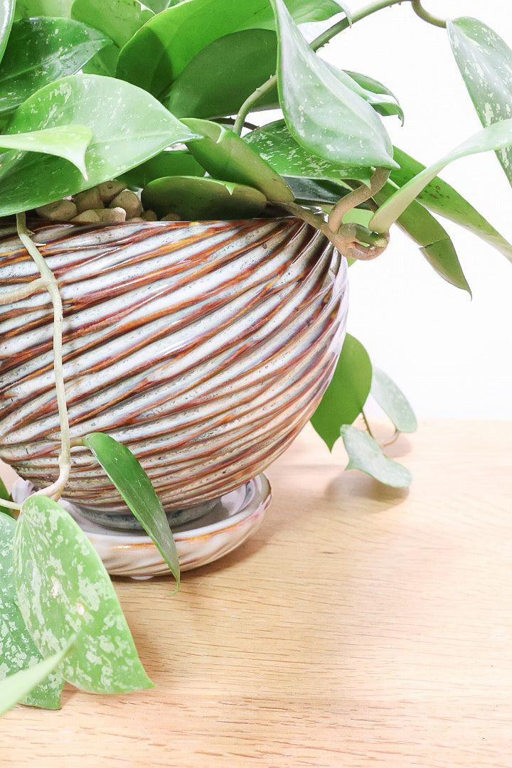 【ホヤ パラスチカスプラッシュ】まん丸なの葉がかわいい!ボリュームもありますのでおススメです!