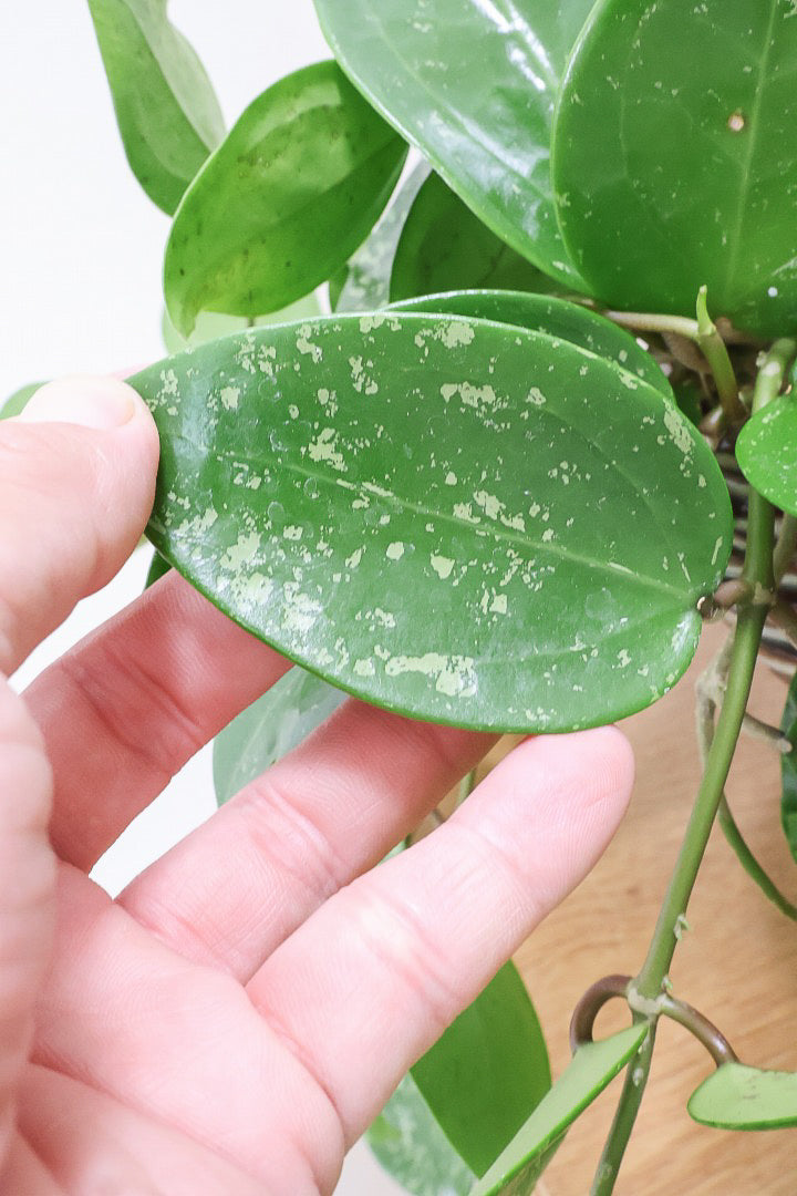 【ホヤ パラスチカスプラッシュ】まん丸なの葉がかわいい!ボリュームもありますのでおススメです!