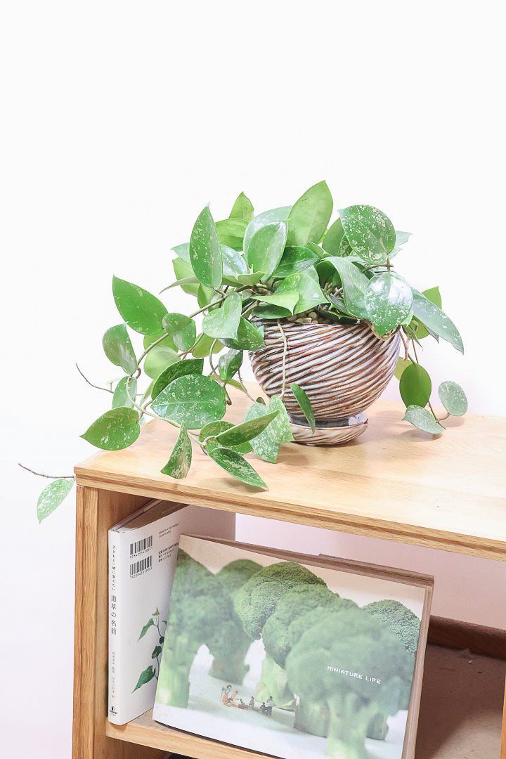 【ホヤ パラスチカスプラッシュ】まん丸なの葉がかわいい!ボリュームもありますのでおススメです!