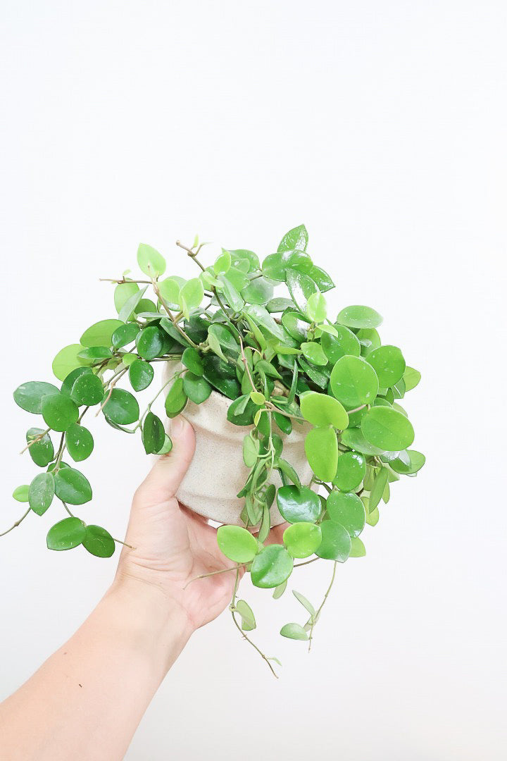 ホヤ マチルダPIV60381| 観葉植物の通信販売 | APEGO(アペーゴ)