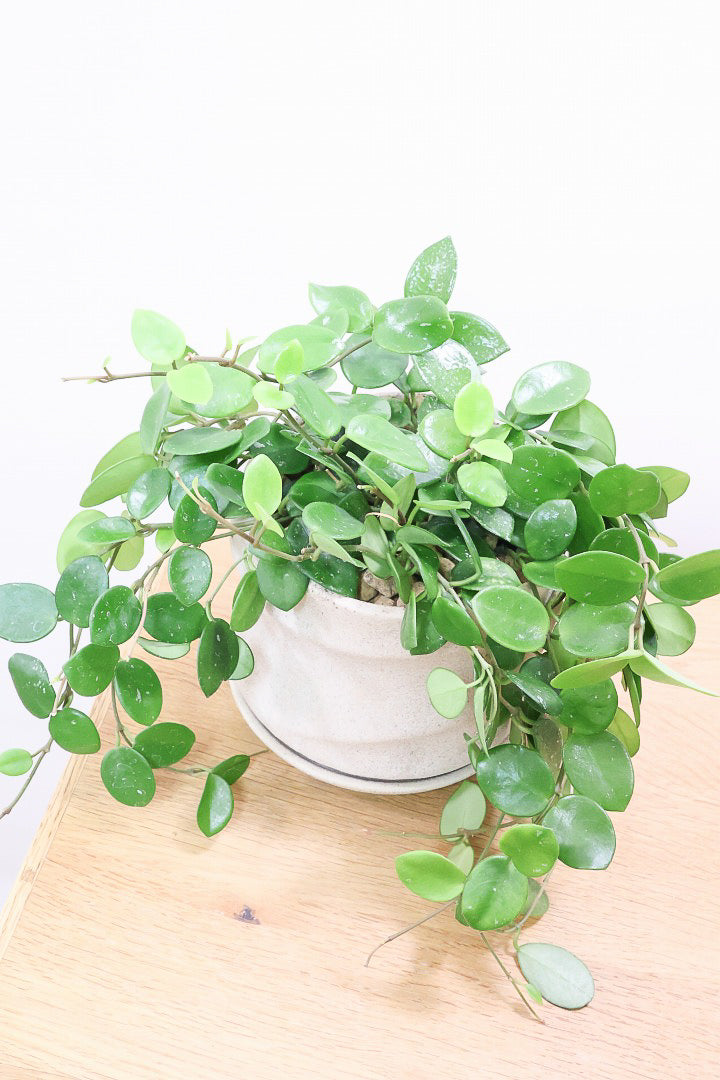 【ホヤ マチルダ】まん丸の葉がかわいい♪ボリュームもありますのでおススメです!