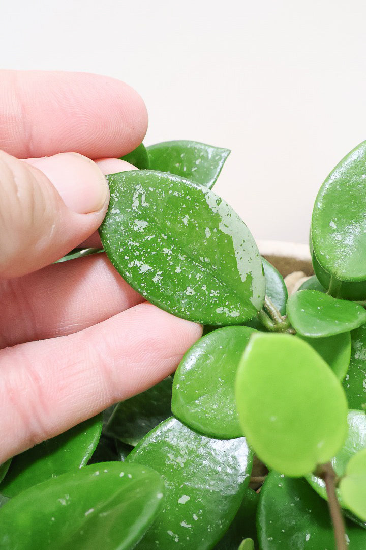 【ホヤ マチルダ】まん丸の葉がかわいい♪ボリュームもありますのでおススメです!